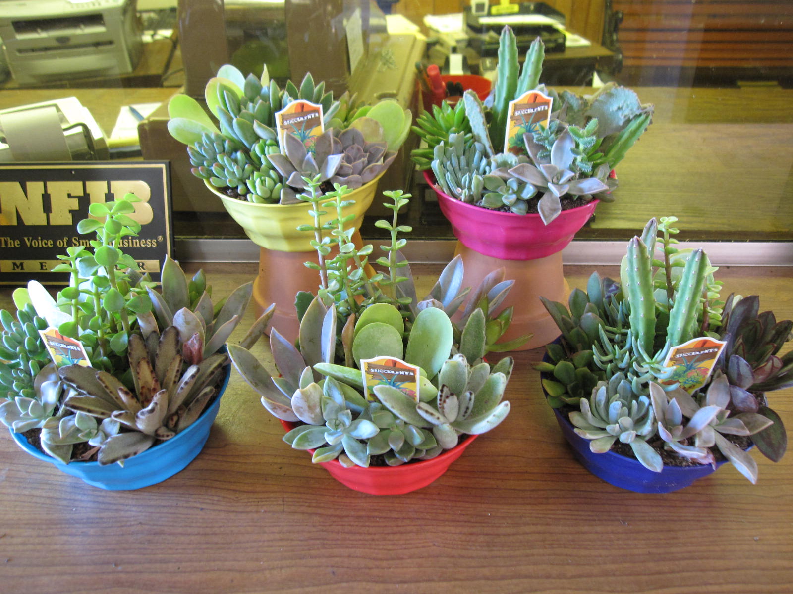 succulent plant fertilizer Premium Slow Release Succulent Plant Food main image 1