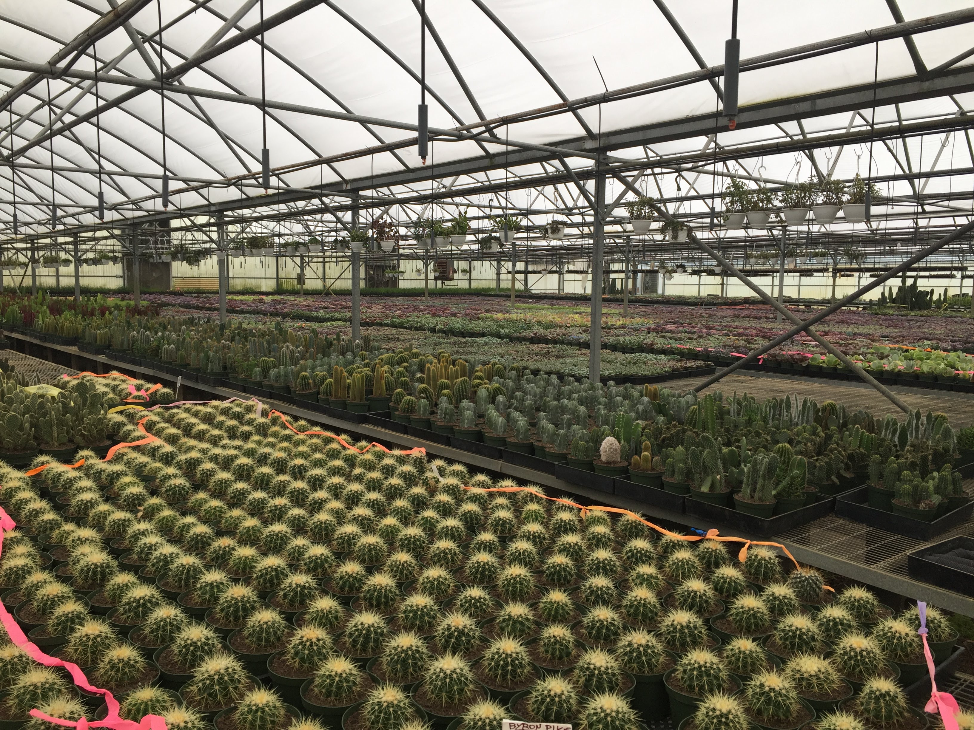 Our Greenhouses  Florida Cactus Inc.